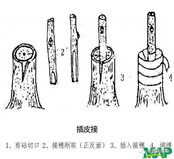 (1)插皮接不同的果树,不同的时期,应选用最适宜的嫁接方法.