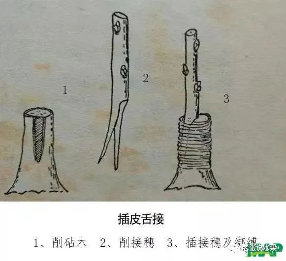 (2)插皮舌接具体方法是首先确定砧木的嫁接部位,然后在离嫁接部位以上