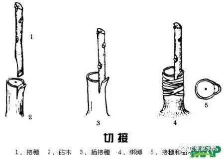 桂花嫁接繁殖一般都用女贞或水腊作砧木
