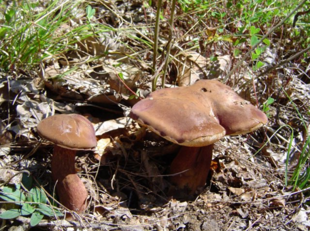 荒野维生野菜系列褐粉孢牛肝菌