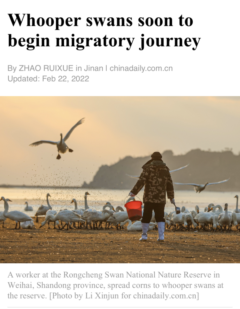 whooperswanssoontobeginmigratoryjourney