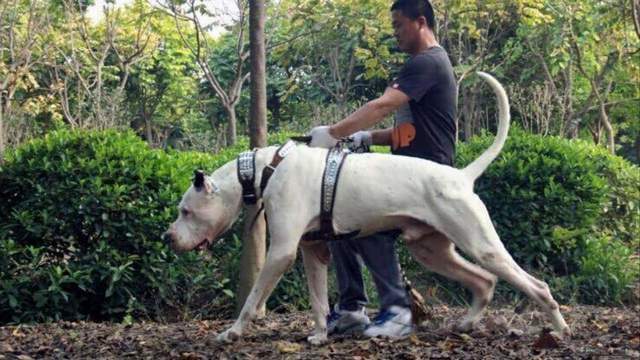 世界大型猛犬排名最大的犬比肩人甚至可以猎狼