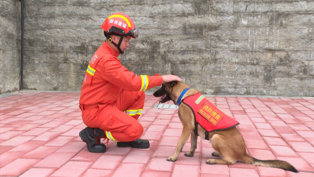 探访惠安搜救犬训练基地搜救犬是如何练成的