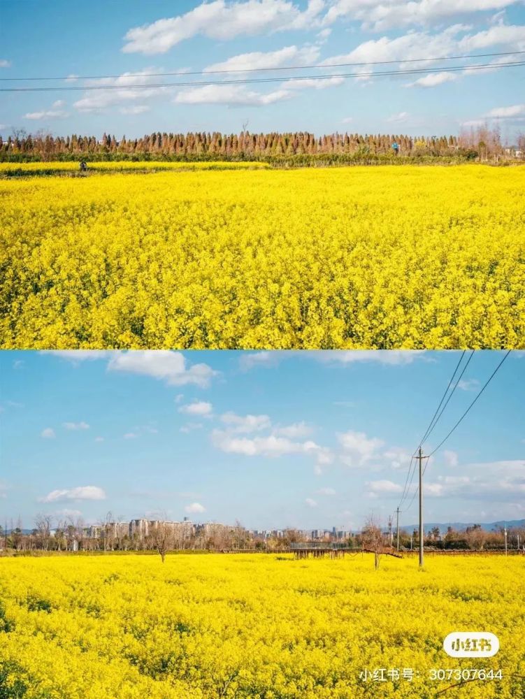 彩色油菜花你见过吗昆明这3片绝美油菜花海已美成仙境内附拍照攻略