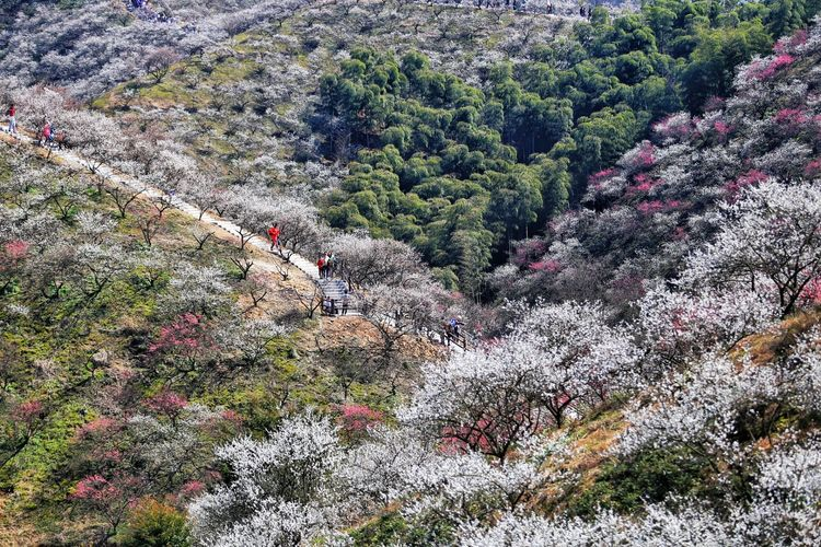 层层叠叠梅树超过58000株其中1600亩梅林满山遍野安吉杭垓大梅