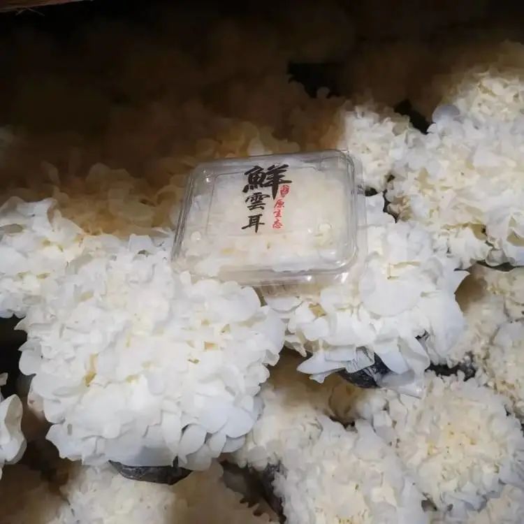产地直发优质好物259元抢福建古田鲜银耳6大朵现摘现发