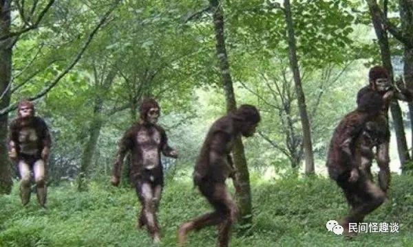 神农架野人之谜传说中的野人很可能是棕熊