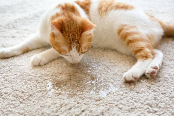 或者乱尿的猫咪经常被欺负,无法使用猫砂盆,都会导致猫咪乱尿来发泄