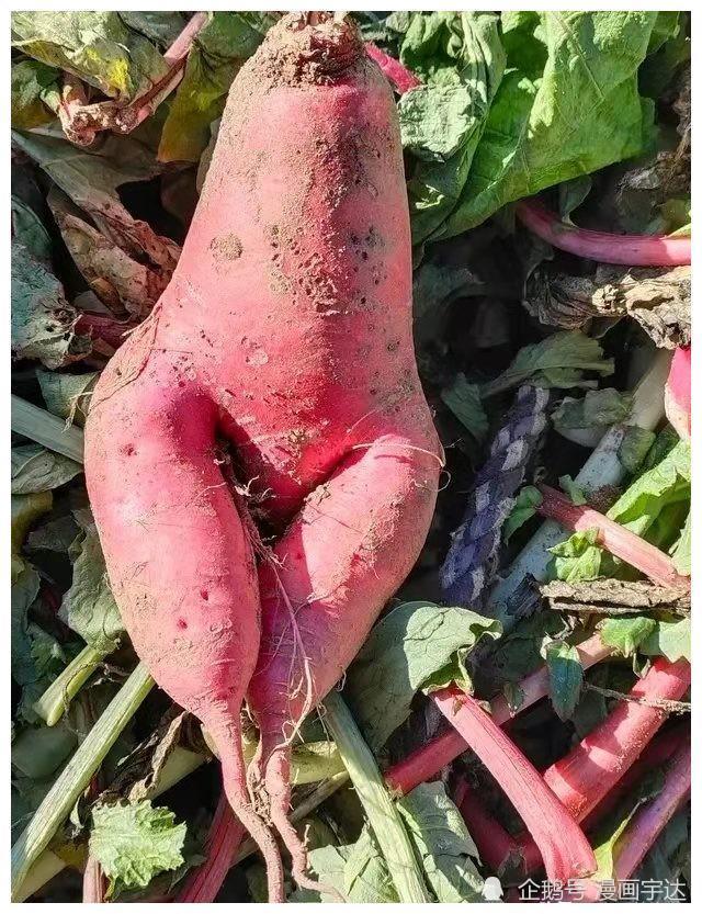 30个妖娆的奇形怪状的水果蔬菜大饱眼福植物也是很有灵性