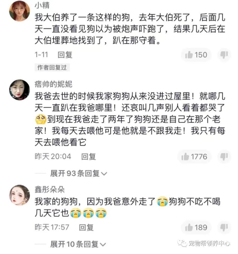 主人离世后狗狗不吃不喝守护三天三夜令无数网友泪目这就是我不吃狗肉