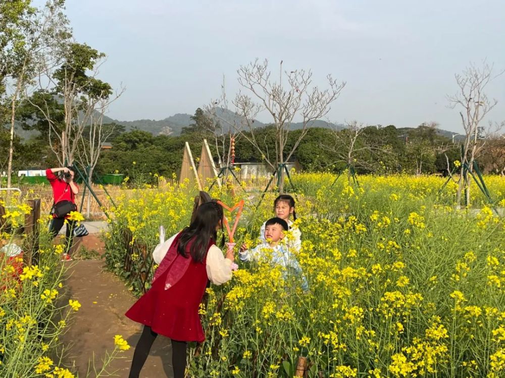 黄埔新公园赏油菜花田尝农庄美食春季出游这么玩