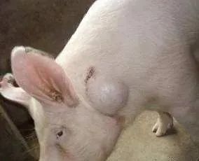 给猪打针不小心针头断在里面了怎么办