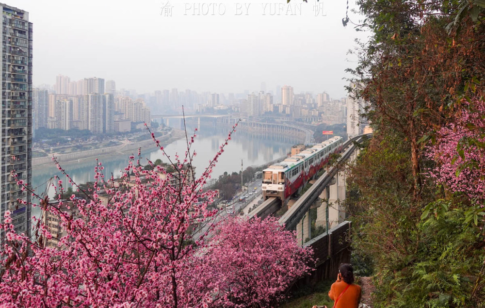 重庆开往春天的列车比列车穿楼的李子坝还美真的美不胜收