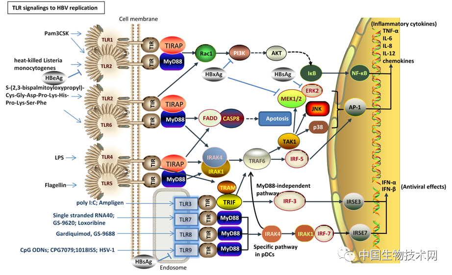 本文全面总结了信号通路(如tlr7,tlr8和tlr9)激动剂或抑制剂在减少hbv