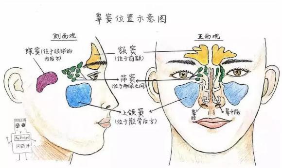 还对称地分布着四对充满气体的腔道,分别叫额窦,筛窦,上颌窦和蝶窦(如