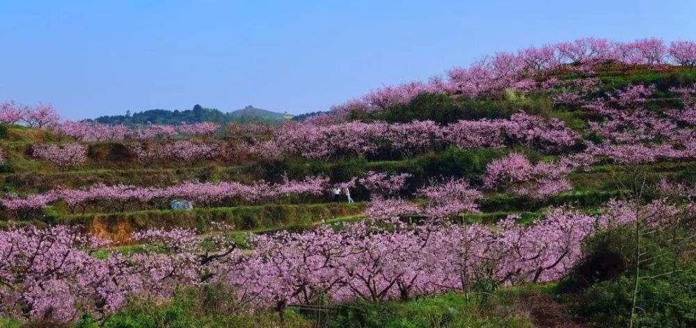 绝美大竹庙坝第十四届桃花节38日盛大开幕门票免费送