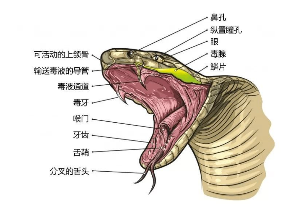 毒蛇牙齿结构更强的竞争力即使我们在前面说过菜花蛇的绞杀能力十分强