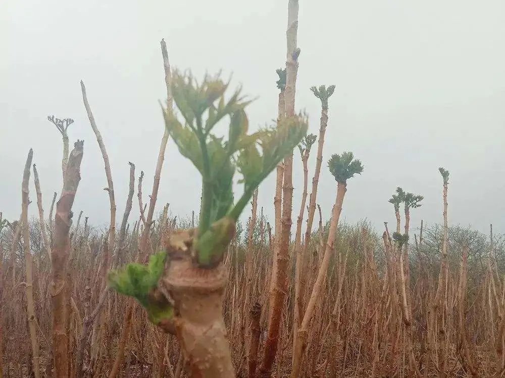 对于北方人来说,刺老芽是一道味道美味的野菜,这种野菜承载着他们的