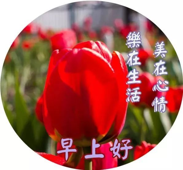 漂亮好看的早上好鲜花动态表情图片带字早晨好问候语句带图片文字