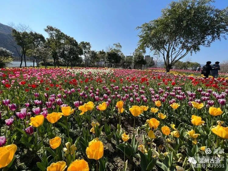 每年春季,郁金香花海都是清和公园的一道不得不赏的靓丽风景线.