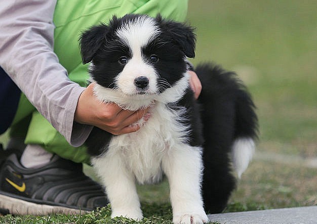 边境牧羊犬多少钱一只