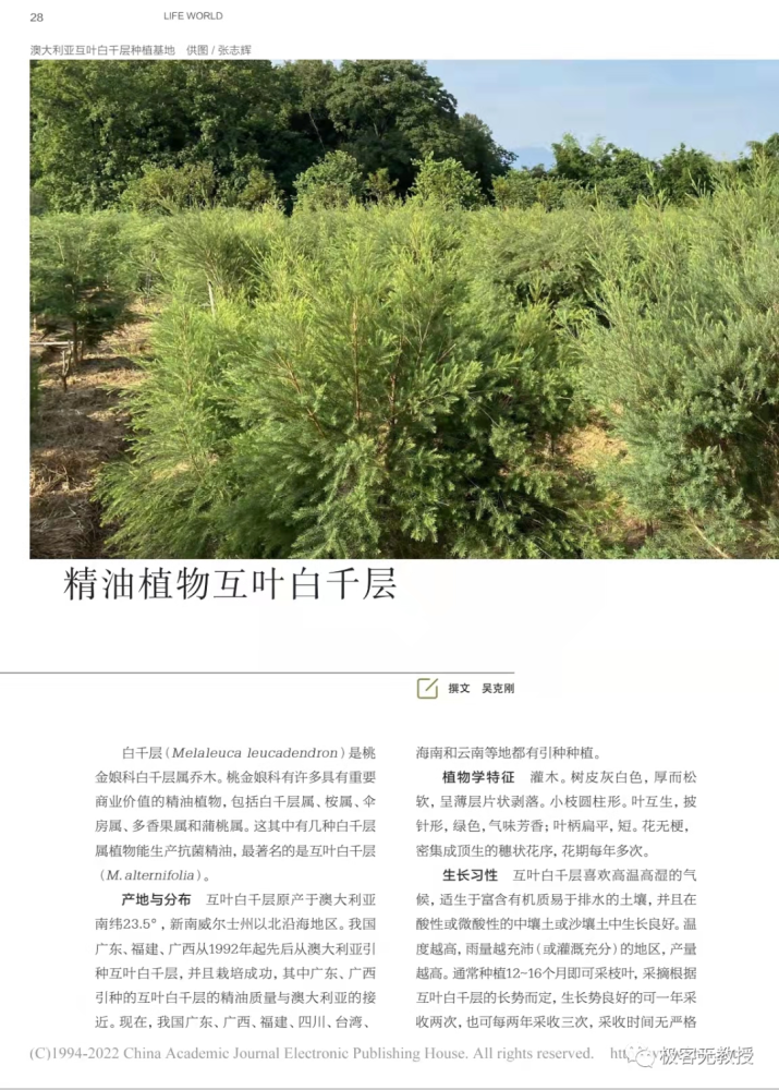 生命世界封面故事栏目特约稿件精油植物互叶白千层