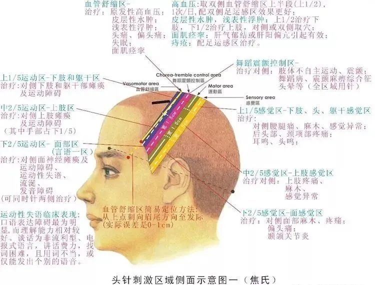 今天特意把头部的彩色图谱整理一份,供大家学习.