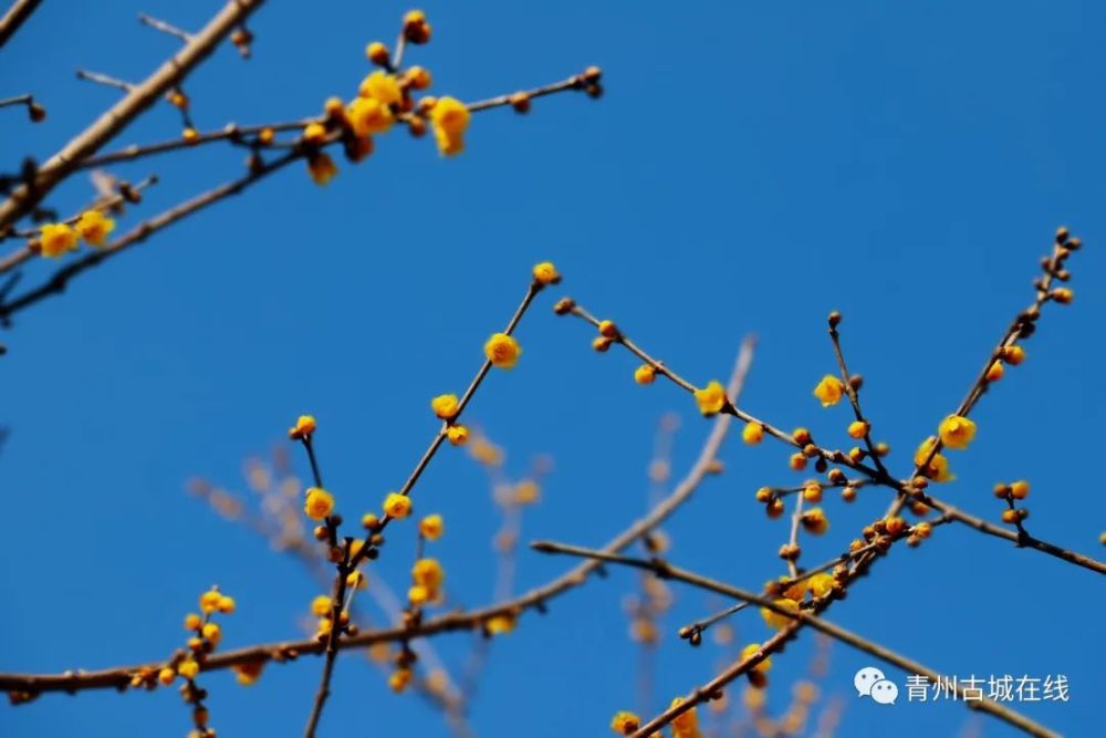 和风吹岸绿,瑞雪润枝黄.