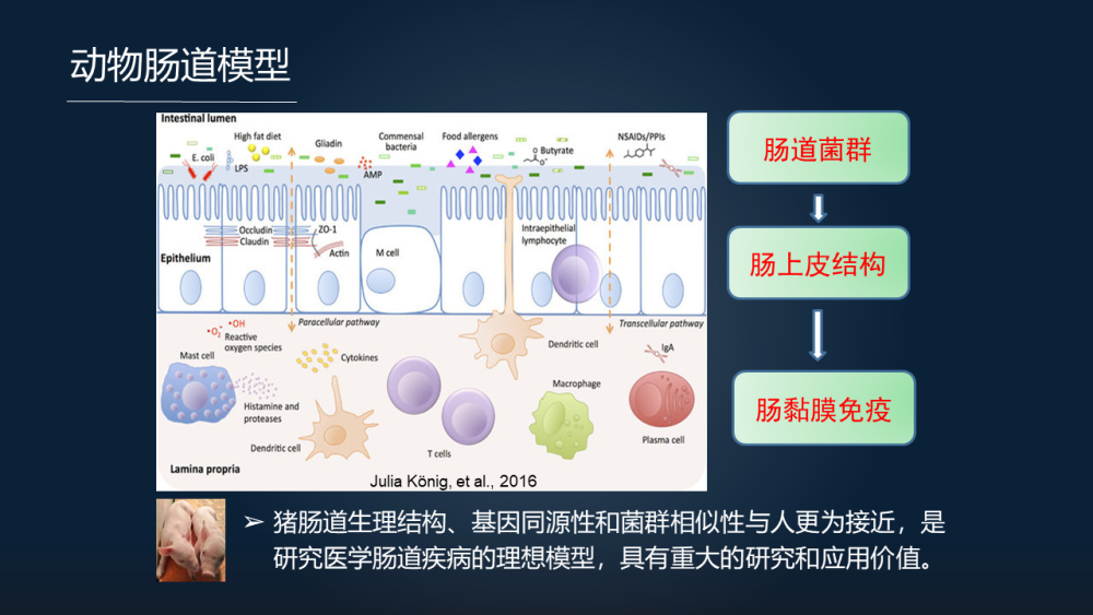 我们来看一下肠黏膜屏障,它包括肠道菌群,肠的上皮结构和基底层的黏膜