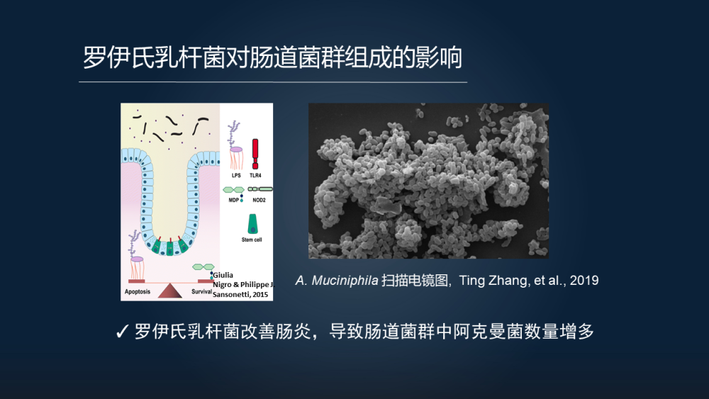 我们发现,饲喂罗伊氏乳杆菌 d8 之后,它能够导致肠道中阿克曼菌数量