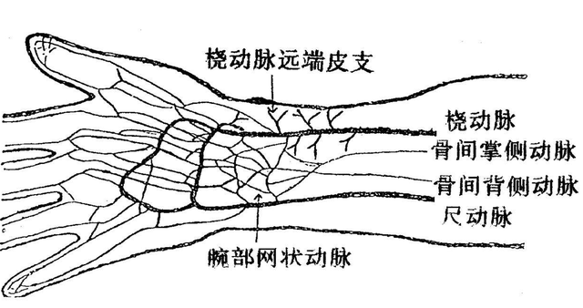 人类正在见证自己进化科学家发现手臂长出新血管颈部现新器官