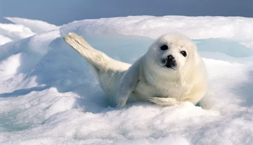 从南极到北极,从海水到淡水湖泊,都有海豹的足迹