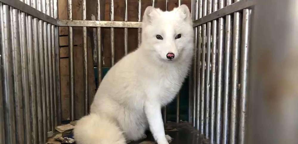 永州要出名了罕见白狐现身湖南一小区但却被提示需要警惕