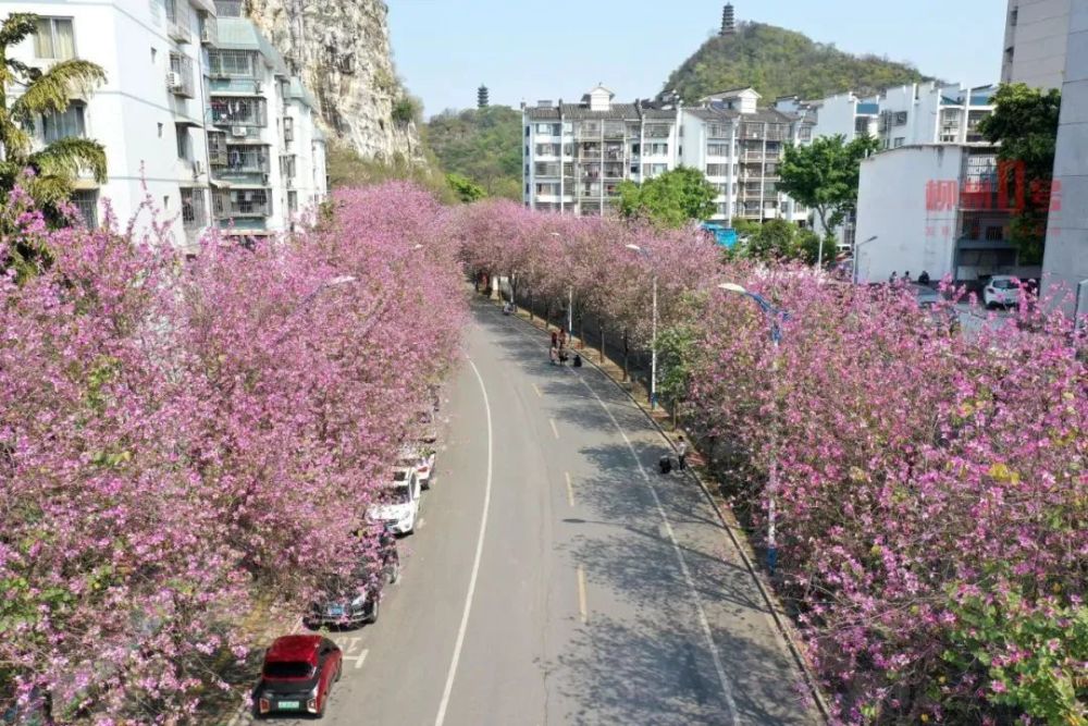 来了来了今年柳州的紫荆花什么时候开