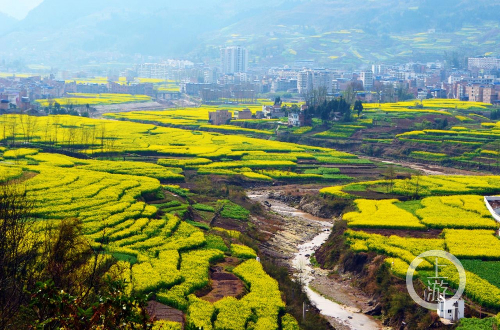 在奉节县甲高镇,金灿灿的油菜花海,铺就了阳春三月最美风景,置身油菜