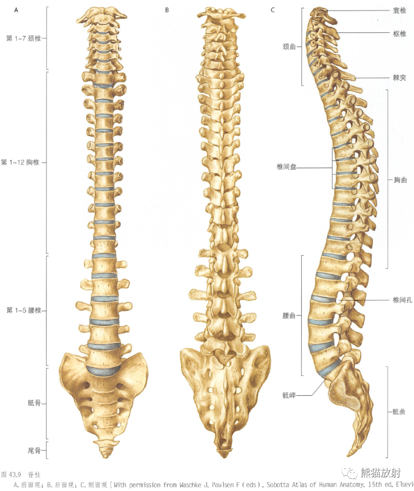 脊柱椎体椎间盘韧带经典解剖推荐收藏