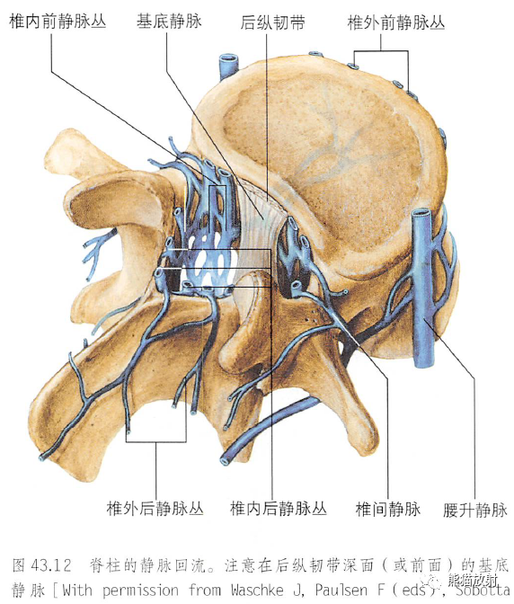 脊柱椎体椎间盘韧带经典解剖推荐收藏