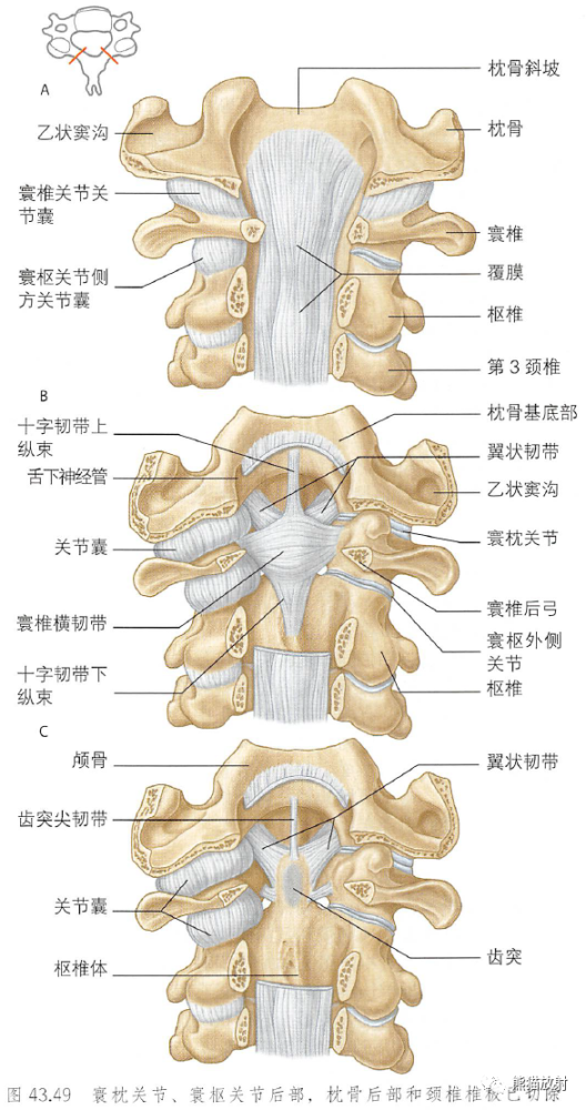 脊柱椎体椎间盘韧带经典解剖推荐收藏