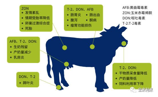 如何应对霉菌毒素对反刍动物的影响