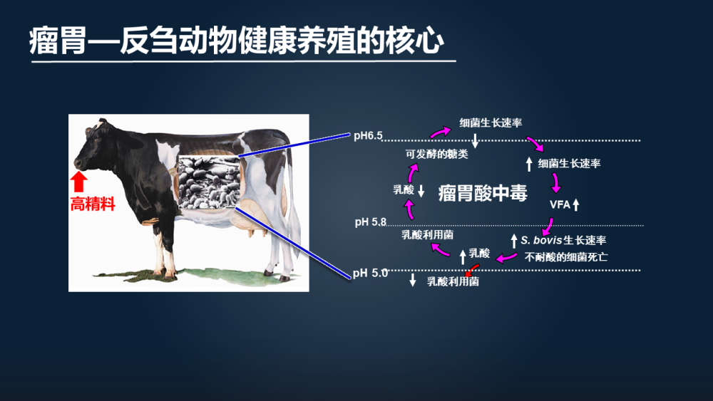 牛羊这类反刍动物,它有四个胃—瘤胃,网胃,瓣胃和皱胃.