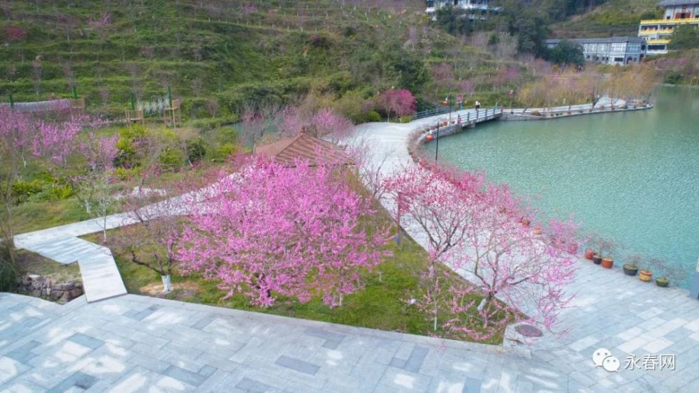 永春桃花开了3月5日桃花节北溪文苑桃花节门票抢购