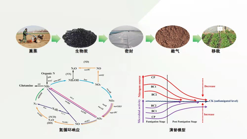 土壤消毒后微生物群落怎么恢复研究发现生物炭可以帮忙