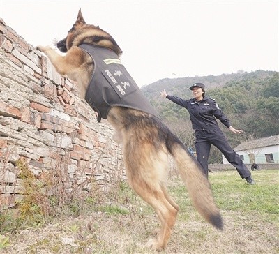 作为全国首批警犬技术专业女训导员,舟山唯一的警犬"女教头,她巾帼不