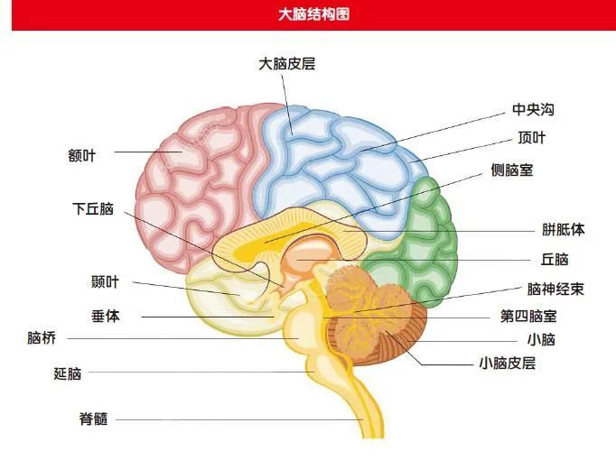 脑组织被切掉一块会怎样