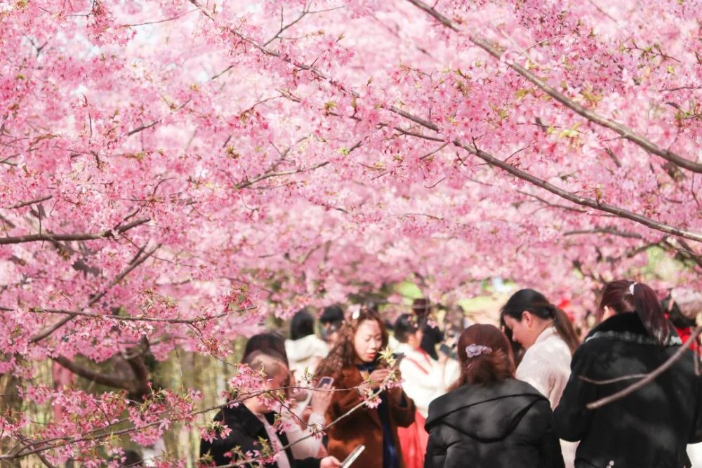 送票浪漫樱花季一定要去一次澜岭江花邂逅春日的绚烂