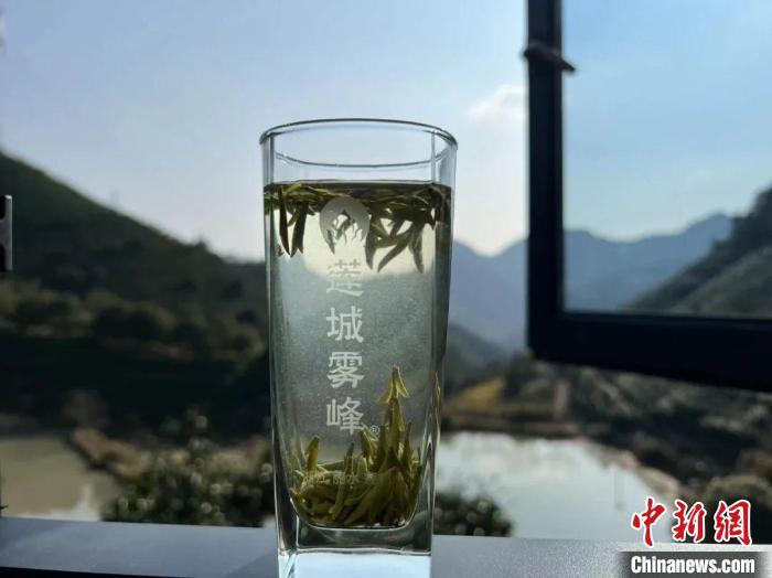 浙江丽水莲城雾峰茶上市售价每斤高达1500元
