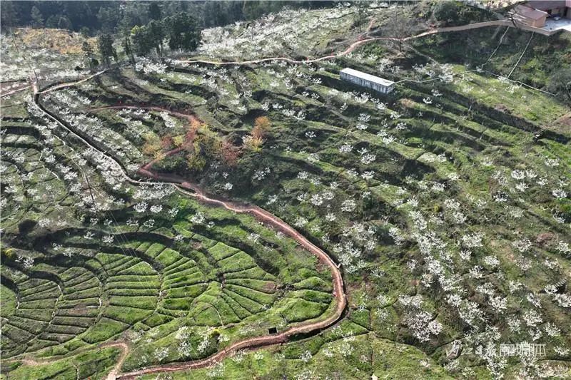 3月1日,内江市资中县鱼溪镇蚂蟥坪村,游客在云岭金秋景区内观赏樱花.
