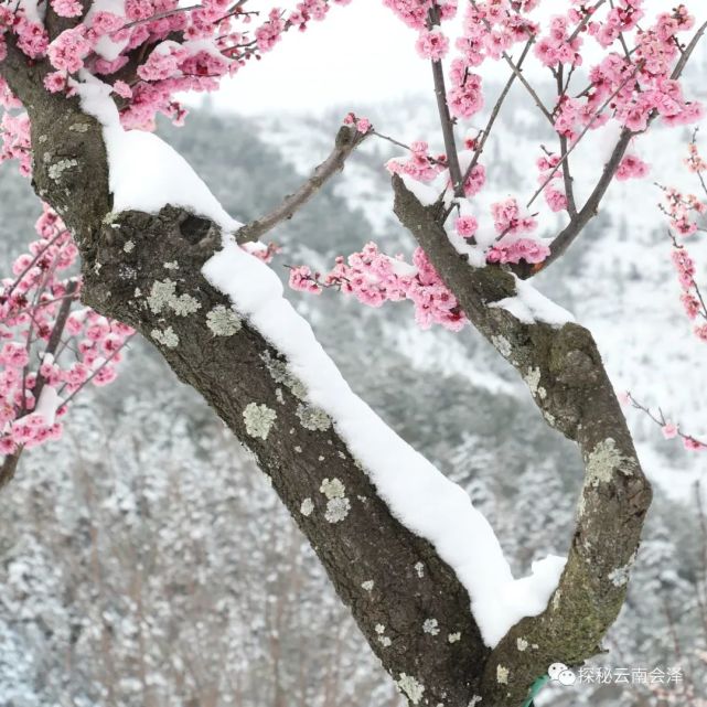 探秘会泽|飞雪迎春