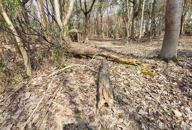 麋鹿被热捧獐却遇冷野生动物栖息地该怎么建