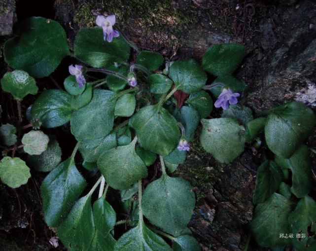 秦岭石蝴蝶(petrocosmeaqinlingensis)